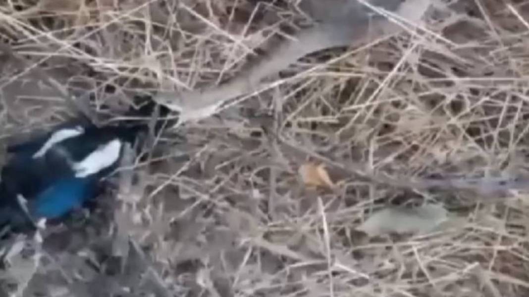 Burası vahşi doğa değil Türkiye! Yırtıcı-sürüngen savaşı kanlı bitti, canlı canlı izlediler 4